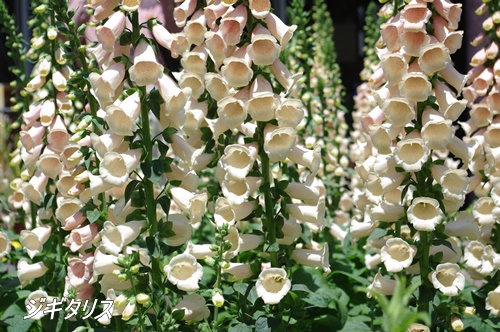 フラワーセンター大船植物園にて