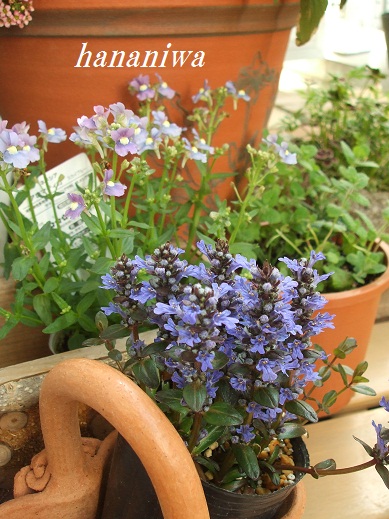 アジュガのお花.JPG