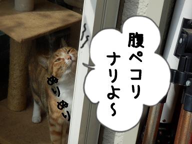 おなか.JPG