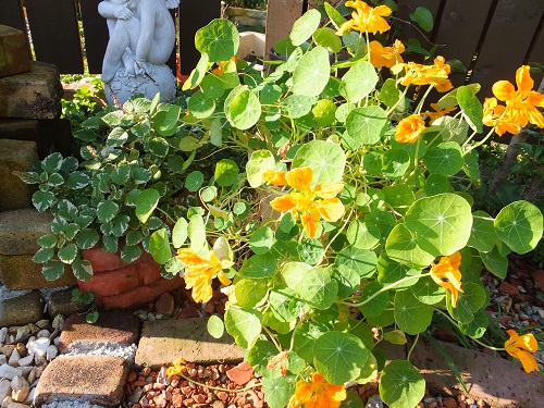 ナスタチューム