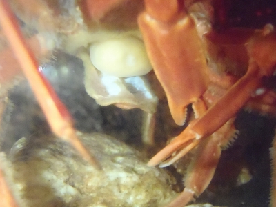 サガミモガニ（Pugettia sagamiensis）の寄生虫（フクロムシ）2