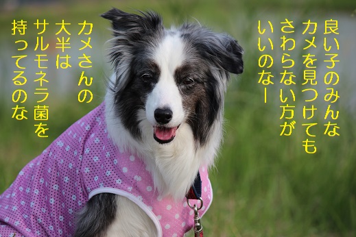 怖いのな