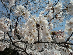 s-20120408 (3).jpg