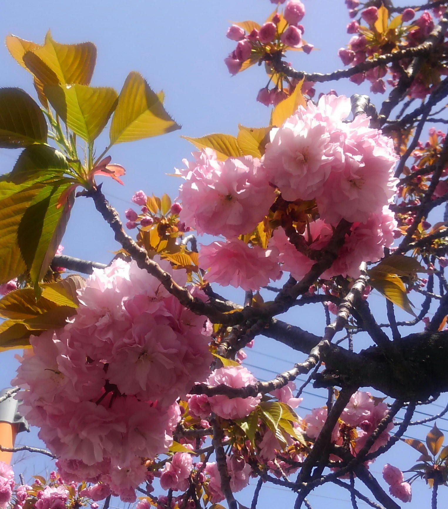 お茶の時間 花見月の桜のお茶 60ばーばの手習い帳 楽天ブログ