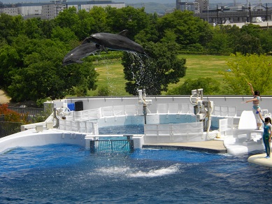 京都水族館のイルカショー