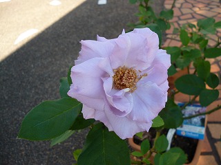 P1060692ss.jpg