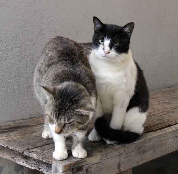 我が家のニャンコ♪2013/10/21-3