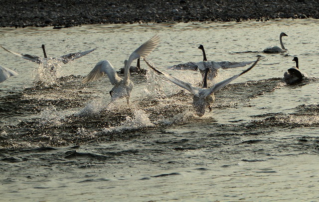 IMG_58w67.jpg
