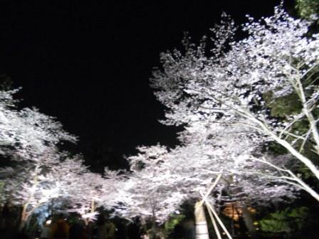 2013兼六園の夜桜2.jpg