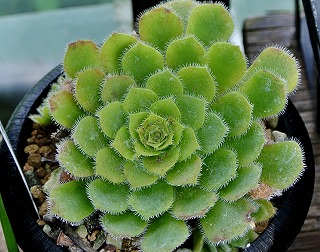 DSC_2865.jpg