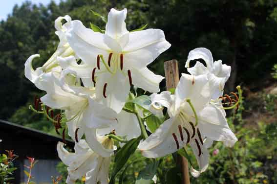 カサブランカ-2♪