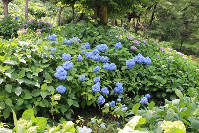 山田池公園　アジサイ