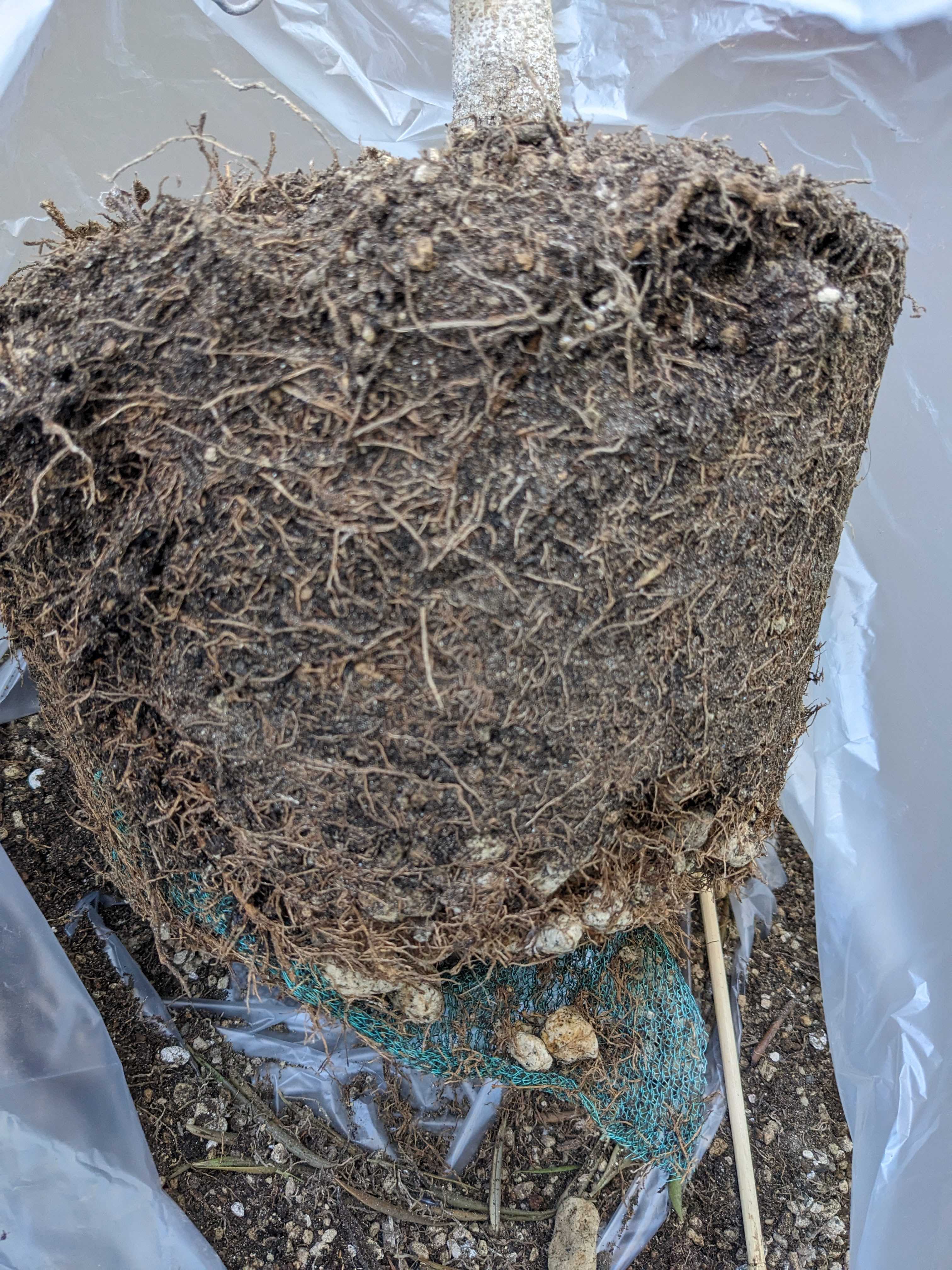 鉢植えオリーブの木　詰まった根っこ