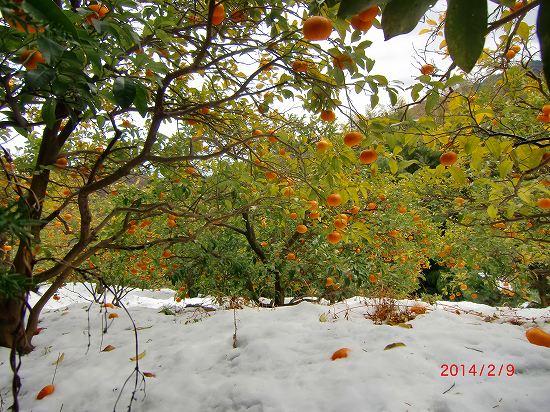 伊豆の初雪 012.jpg