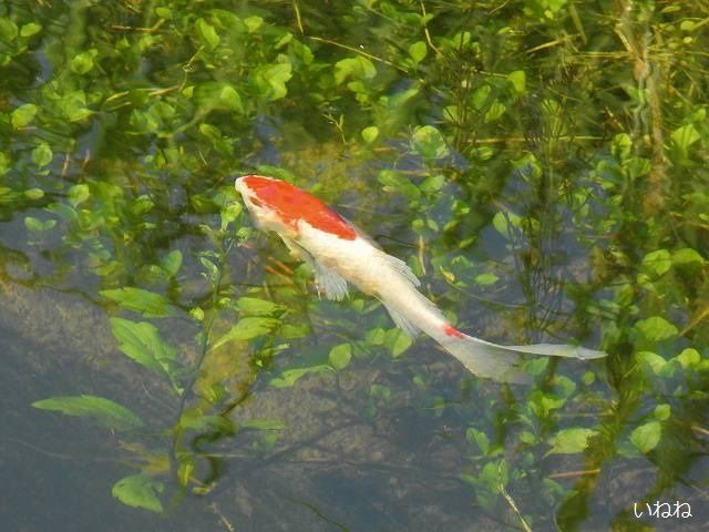 場違いな金魚 田んぼの水路に派手な小魚が泳いでいました いねねの趣味三昧 昆虫 野鳥 古寺巡り 読書 木工 語学など 楽天ブログ