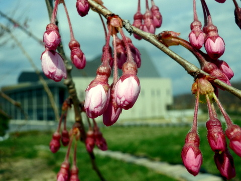 枝垂れさくらの蕾