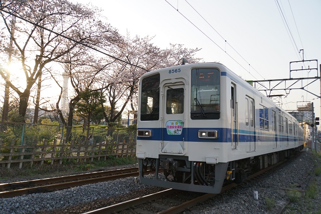 東武亀戸線 桜舞う 東あづま界隈4