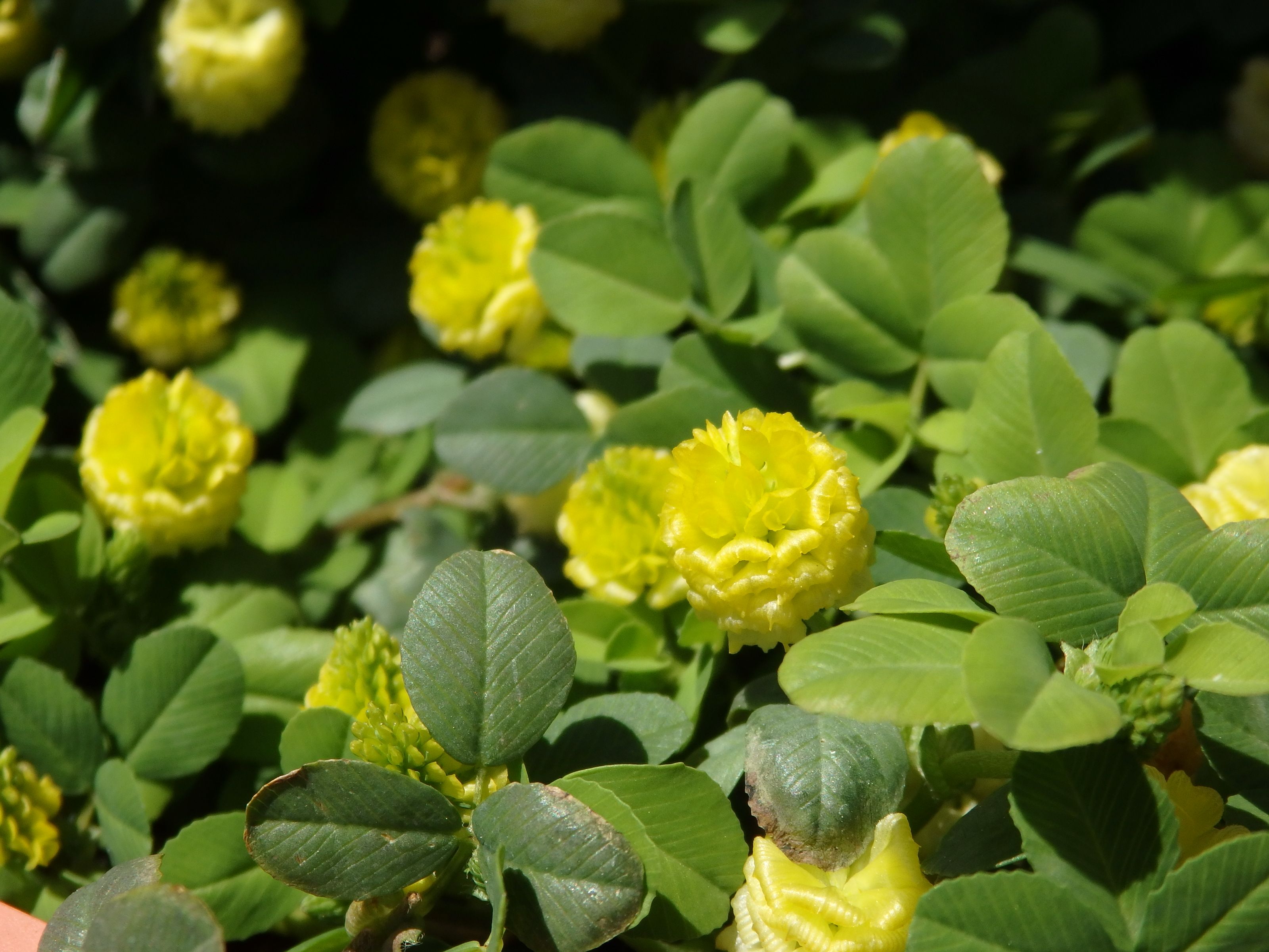 ５月の黄色のお花たち Kimi Teaの花日記 楽天ブログ