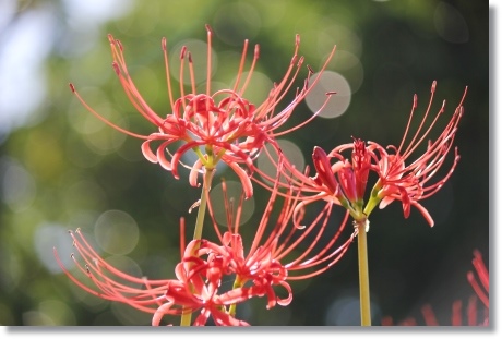 県民の杜-3 ヒガンバナ-2 13.9.17