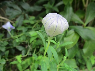 IMG_9558ss.jpg