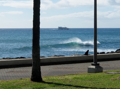 ハワイ　ワイキキ　ビーチ　カカアコ ウォーターフロント パーク Kakaako Waterfront Park