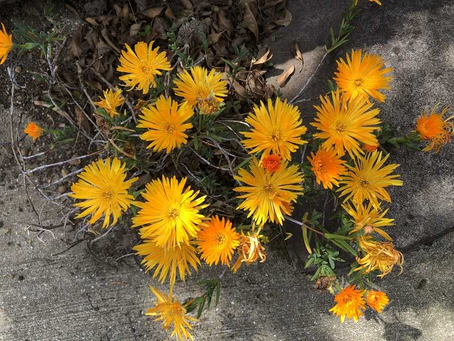 カーネーションの挿し芽の鉢上げをしました 今日のできごと 楽天ブログ