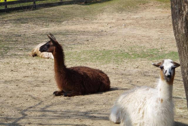 アルパカは ラクダの仲間 毛がフワフワしていて可愛い 私設見逃してもいい動物園 楽天ブログ