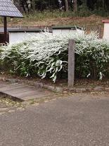 画像 2072ユキヤナギ２.JPG