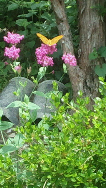 紅シジミ2015061113360000.jpg