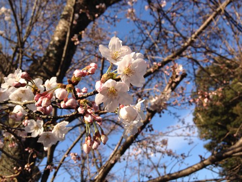 13月27日火桜２500.jpg