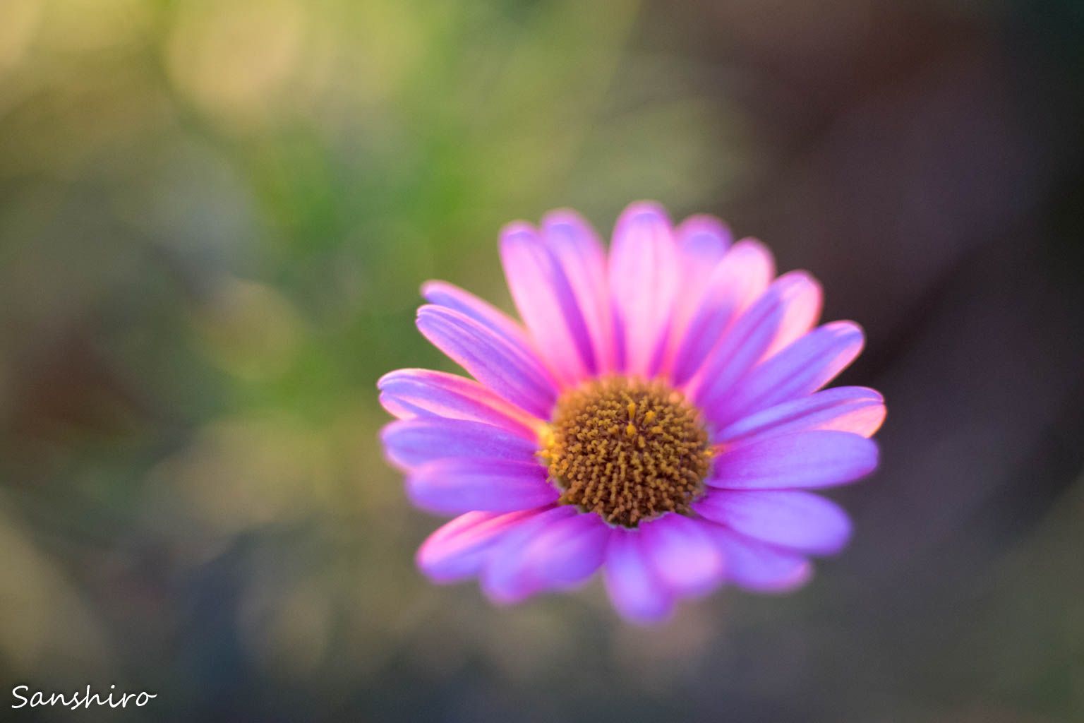PENTAX FA 43mm F1 9 Limted FA43mm F1 9 