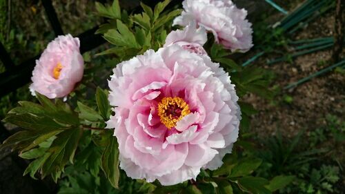 rblog-20170425225028-00.jpg