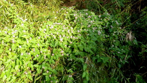 ガガイモの繁茂ぶりTV画面