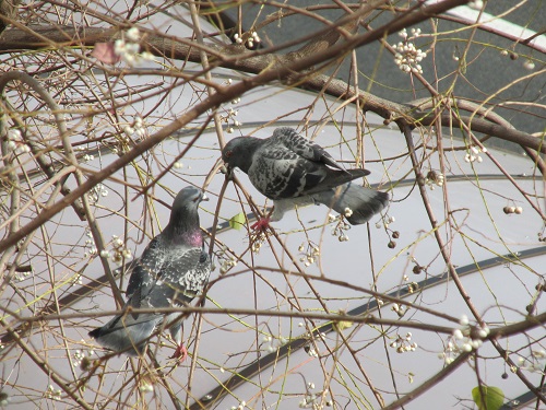 ナンキンハゼの実を食す鳩