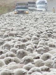 羊の群れ道路占拠