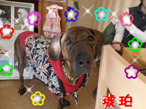 琥珀.JPG