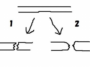 串本磯採集2012年8月上旬15