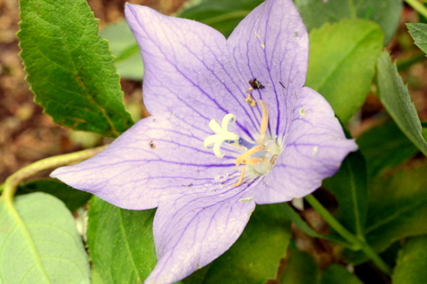 雌花期の桔梗