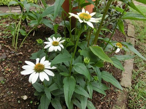 白いエキナセア