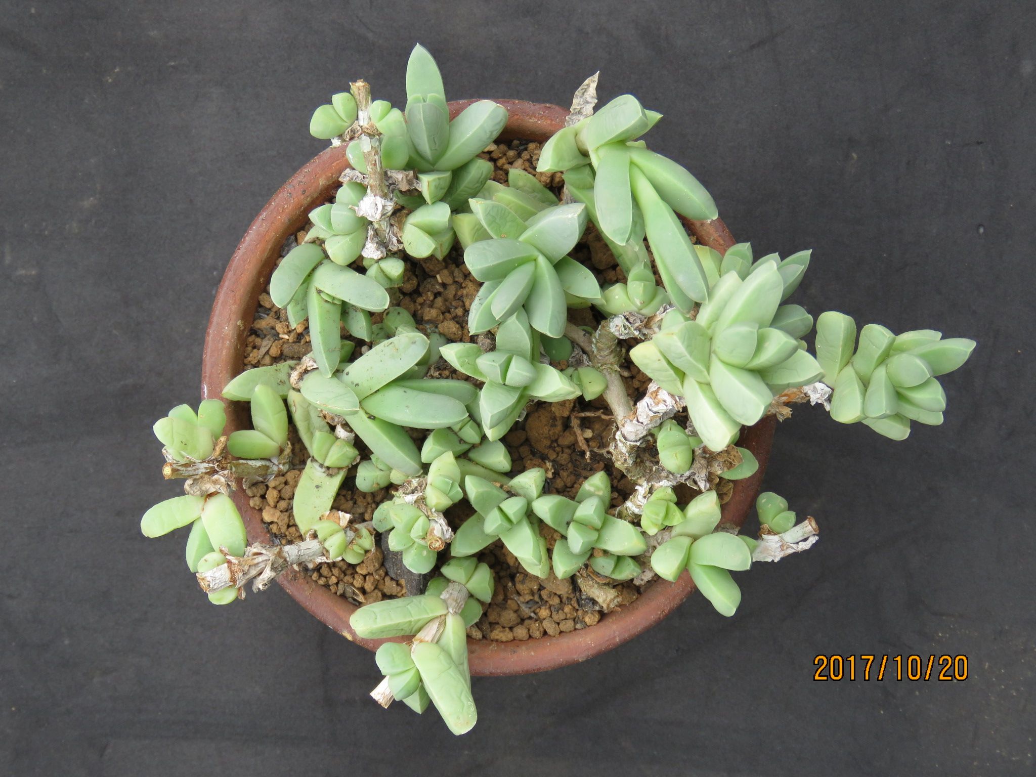 デロスペルマ属 夕波 びびるタニサボ達 楽天ブログ