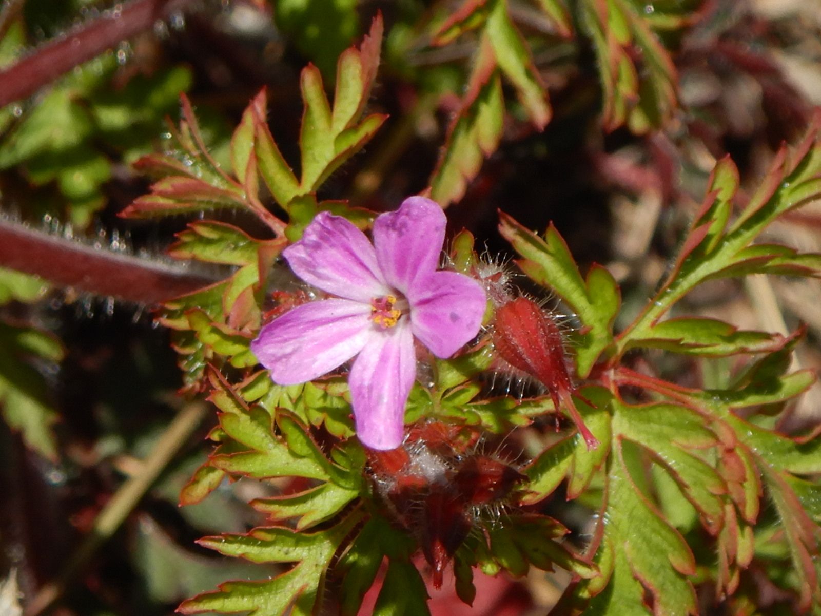 ばたんきょう(巴旦杏)の花 山と川と花の記 楽天ブログ ばたんきょう(巴旦杏)の花 山と川と花の記 楽天ブログ
