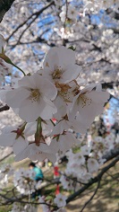 2014桜7.jpg