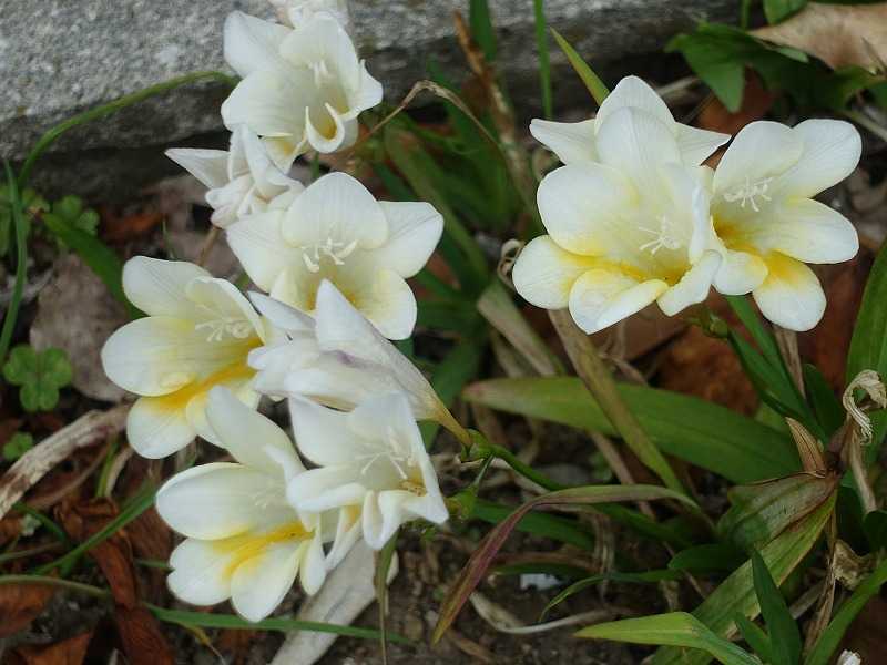 4月17日 今日の一花 イキシア Gazengamaのブログ 散歩中に出合った花と趣味の陶芸作品 楽天ブログ