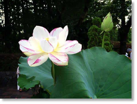 天竺斑蓮(てんじくまだらはす)