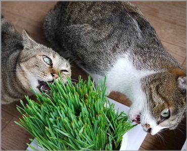 だんだんイライラしてきたー