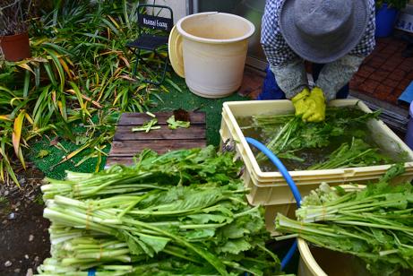 野沢菜洗い・・・・.jpg