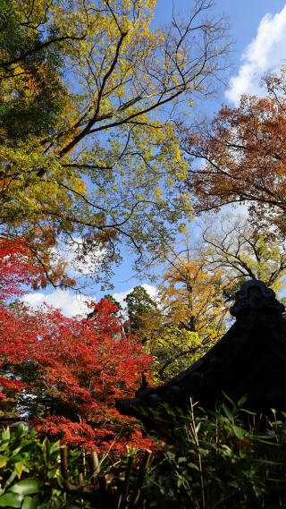 21 11 30 6106 北野天満宮紅葉 １ 勝手放浪写真のブログ 楽天ブログ