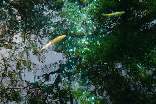 DSCF9231.jpg