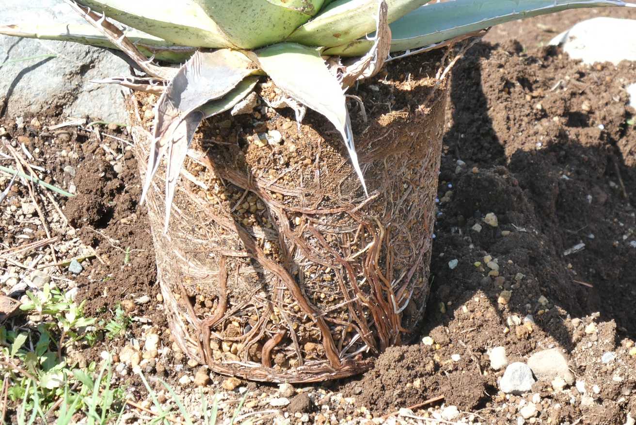 アガベ・パープソラム～植え付けと地植え越冬苗の様子 | 小平太1098の