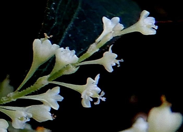 イタドリ雌花5